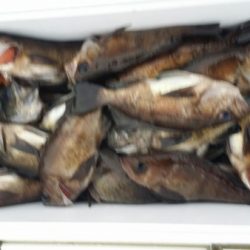 オーフリー 釣果