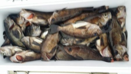 オーフリー 釣果