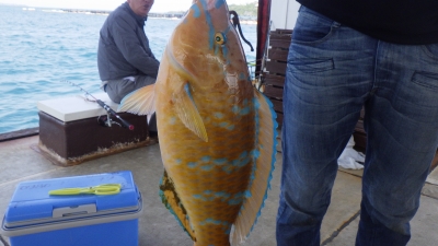 本部釣りイカダ 釣果