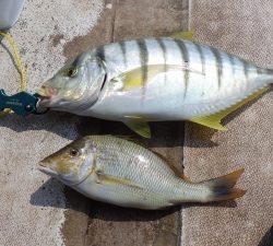 本部釣りイカダ 釣果