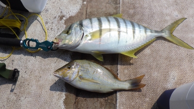 本部釣りイカダ 釣果