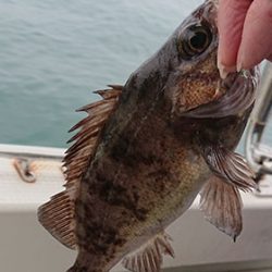 松本釣船２ 釣果
