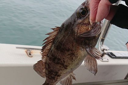 松本釣船２ 釣果