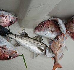 松本釣船２ 釣果