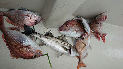 松本釣船２ 釣果
