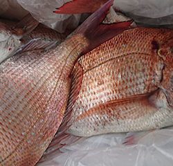 松本釣船２ 釣果