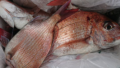 松本釣船２ 釣果