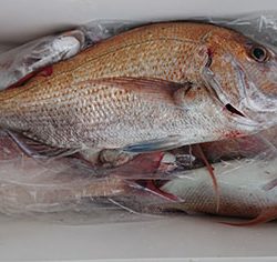 松本釣船２ 釣果