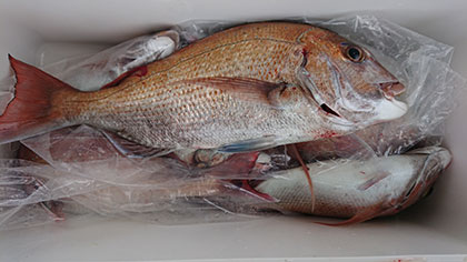 松本釣船２ 釣果