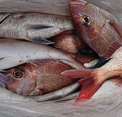 松本釣船２ 釣果