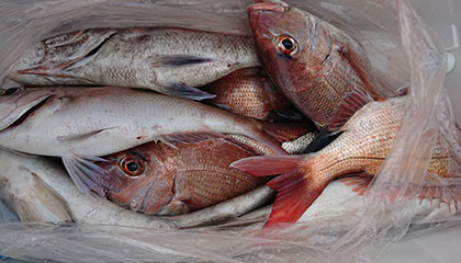 松本釣船２ 釣果