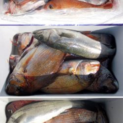 来温丸（らいおんまる） 釣果