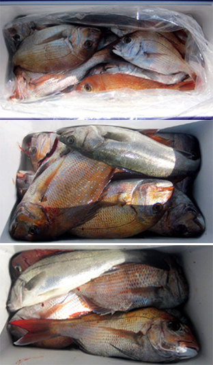 来温丸（らいおんまる） 釣果