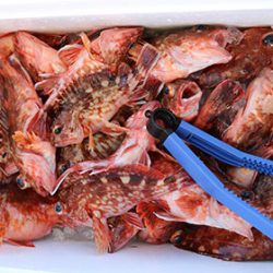 松本釣船２ 釣果