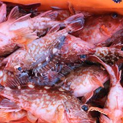 松本釣船２ 釣果