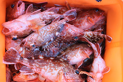 松本釣船２ 釣果