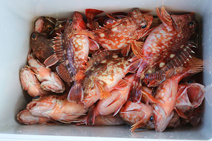 松本釣船２ 釣果