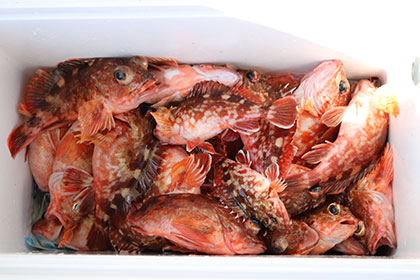 松本釣船２ 釣果