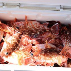 松本釣船２ 釣果