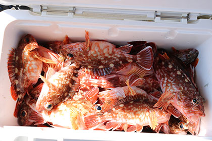 松本釣船２ 釣果