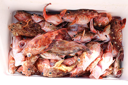 松本釣船２ 釣果