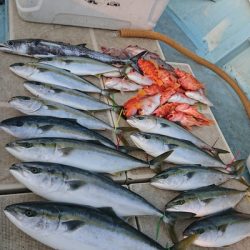 旭星釣りセンター 釣果
