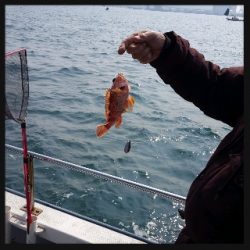 内浜丸 釣果