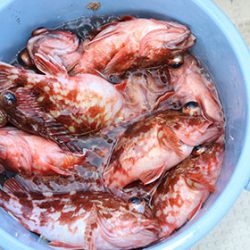 松本釣船２ 釣果