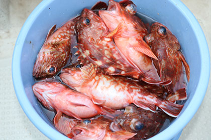 松本釣船２ 釣果