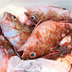 松本釣船２ 釣果