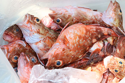 松本釣船２ 釣果