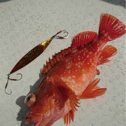 マタウマリンサービス 釣果