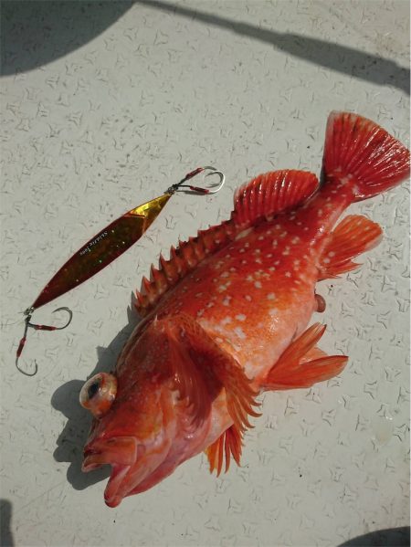 マタウマリンサービス 釣果