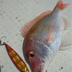 マタウマリンサービス 釣果