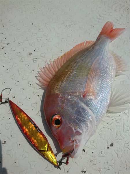 マタウマリンサービス 釣果