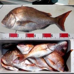 来温丸(らいおんまる) 釣果