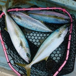 旭星釣りセンター 釣果