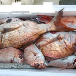 松本釣船2 釣果