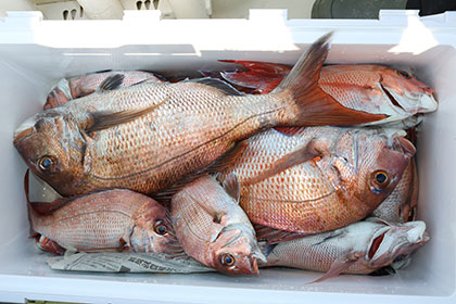 松本釣船2 釣果