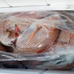 松本釣船2 釣果