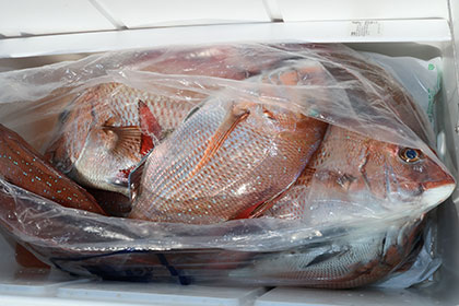 松本釣船2 釣果