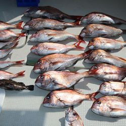 松本釣船2 釣果