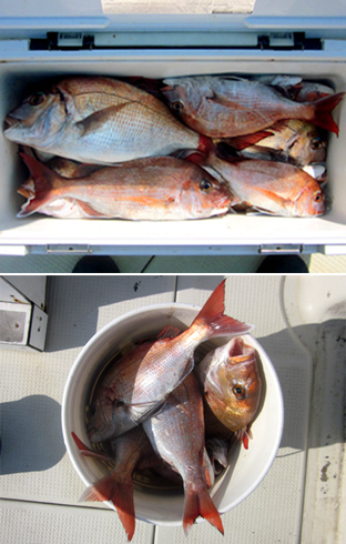 来温丸（らいおんまる） 釣果