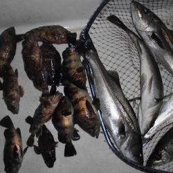 ルアー船マヒマヒ 釣果