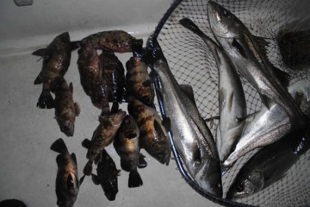 ルアー船マヒマヒ 釣果