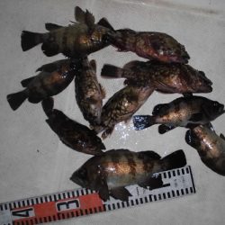 ルアー船マヒマヒ 釣果