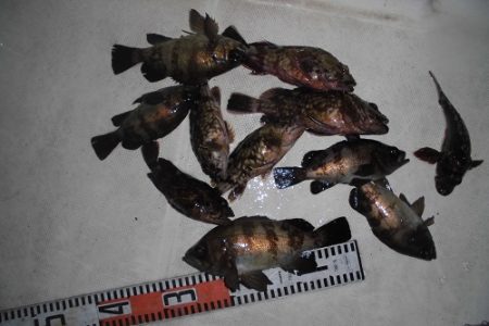 ルアー船マヒマヒ 釣果