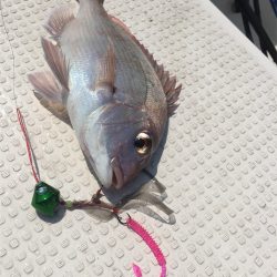 マタウマリンサービス 釣果