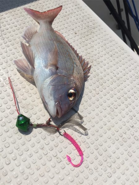 マタウマリンサービス 釣果