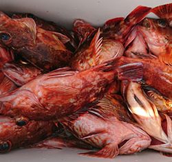 松本釣船２ 釣果